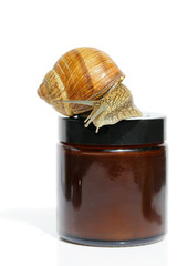 Snail slime.  Snail Cream Product. Snail Extract Gel. cosmetic with snail mucus.cosmetic with extract of snail slime. brown snail on a brown glass jar with cosmetic cream on a white background.  © Yuliya