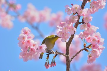 日本の桜の花にメジロ