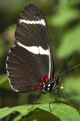 Small black butterfly eating pollen (Macro photography)