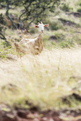  Stunning goat in the wheat 