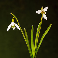 Obraz premium Snowdrop as a still life
