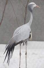 Райский журавль, или журавль Стэнли. Blue (paradise, Stanley&rsquo;s) crane.