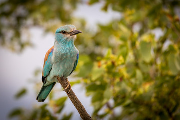 The European roller (Coracias garrulus)