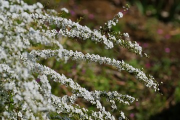 Thunbery spirea (Spiraea thunbergii)