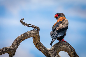The bateleur (Terathopius ecaudatus)