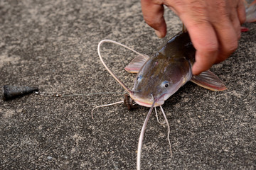 Fishermen catch Kang fish around the Mekong River.