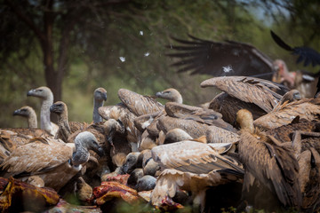White backed vulture Gyps Africanus