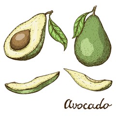 Hand drawn avocado set. Whole avocado, sliced pieces and half sketch. Engraved style illustration. Vector illustration EPS10