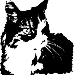 Vector image of fierce looking norwegian forest cat. Black and white.