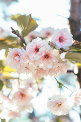 Sakura pink blossom 