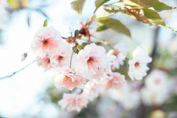 Sakura pink blossom 
