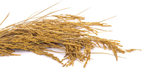yellow paddy rice isolated