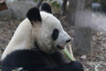 Giant Panda is Eating Bamboo Leaves, China
