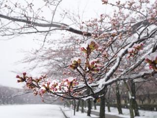 Tokyo,Japan-March 21, 2018: When cheery blossoms are about to open up, it snows much. It is rare to view snow and cherry blossoms at the same time.
