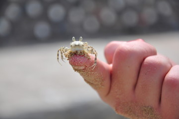 Crab