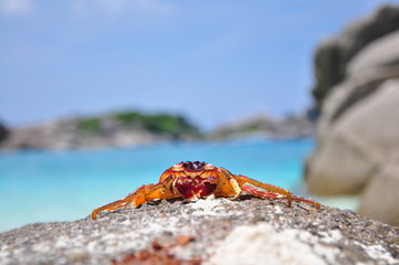 Crab