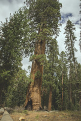 Fototapeta na wymiar The beautiful vintage green forest like a fairytale at Sequoia National Park
