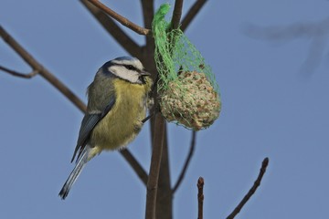 eine Blaumeise sucht Futter