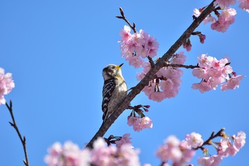桜の花に野鳥のコゲラ