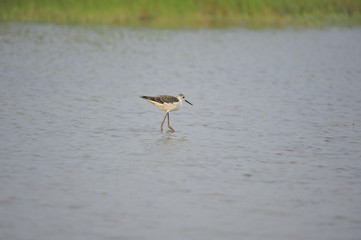 The sea bird