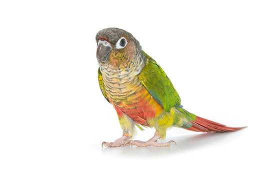 Fototapeta Green-cheeked conure bird on white background