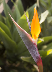 Bird of Paradise
