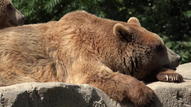Brown Bears Resting And Relaxing