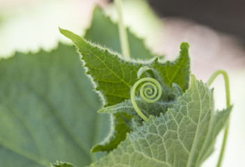 Cucumber tendrill