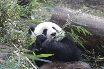Giant Panda is Eating Bamboo Leaves, China