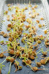 Fresh green seed sprouts, healthy diet superfood and clean eating concept, seed sprouts.
