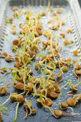 Fototapeta premium Fresh green seed sprouts, healthy diet superfood and clean eating concept, seed sprouts.