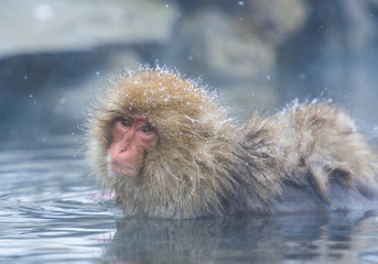 Snow monkey in a hot spring, Nagano, Japan.