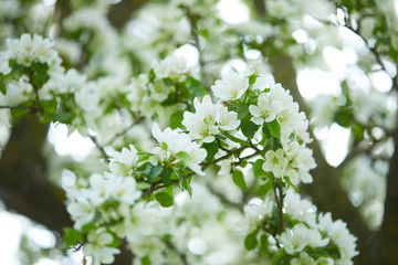 apple blossom in garden