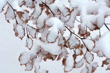 雪の日のブナの木の小枝