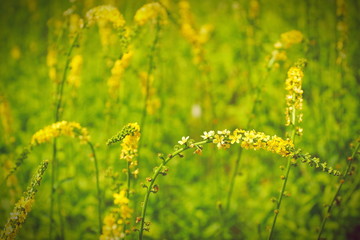 flowering meadow field in summer yellow flowers