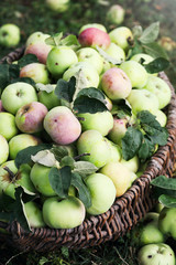 Fototapeta na wymiar big basket with apples