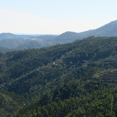 Mountains with plantation from eucalyptus trees in the north of the Algarve, Portugal, Europe