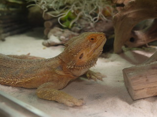 Iguana is ready to attack