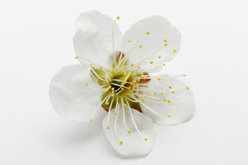 梅の花  スタジオ