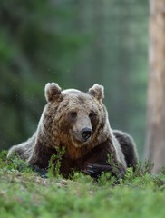 Fototapeta na wymiar Brown bear (Ursus arctos) in forest. Bear resting. Male brown bear.