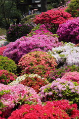 色とりどりのツツジ