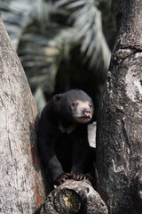 可愛らしいマレーグマの子供