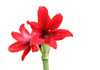 Amaryllis Hippeastrum flower isolated with clipping path.