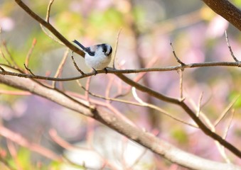 日本の野鳥-エナガ