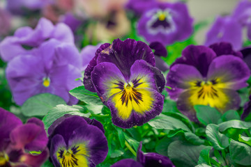 Closeup of purple pansies on a market in Lyon
