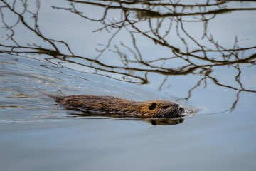 Nutria