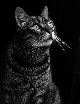 cat portrait black and white