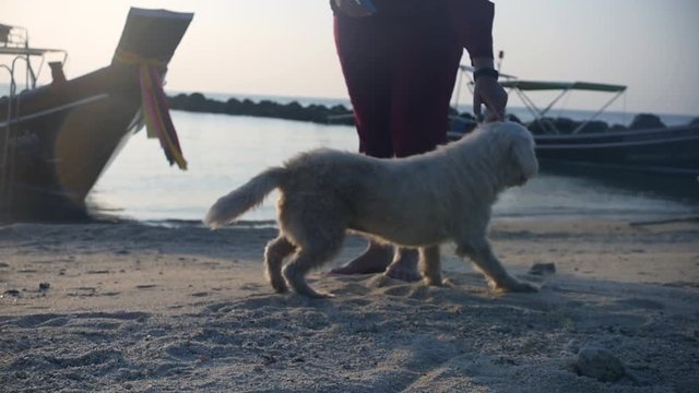 A friendly white dog approached the girl, arched his back and lay down on the sand by the sea at sunset. slow motion, 1920x1080, full hd