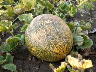 Melon vegetable large round ripe and tasty
