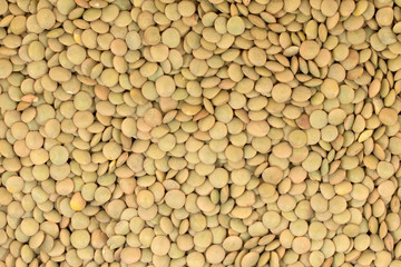 Tellerlinsen, Linsen, Lens culinaris